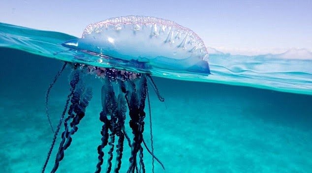 Les méduses d'hiver étonnent les scientifiques - Norway Today 4 Les méduses d'hiver étonnent les scientifiques - Norway Today - 3