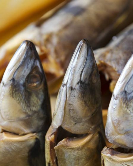 La Norvège et les îles Féroé parviennent à un accord sur la pêche au maquereau pour 2021 19 La Norvège et les îles Féroé parviennent à un accord sur la pêche au maquereau pour 2021 - 18