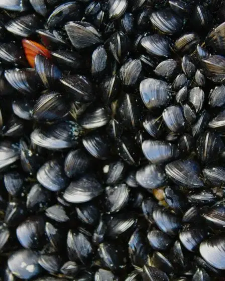 L'Autorité norvégienne de sécurité des aliments met en garde contre la consommation de moules à plusieurs endroits 36 L'Autorité norvégienne de sécurité des aliments met en garde contre la consommation de moules à plusieurs endroits - 35