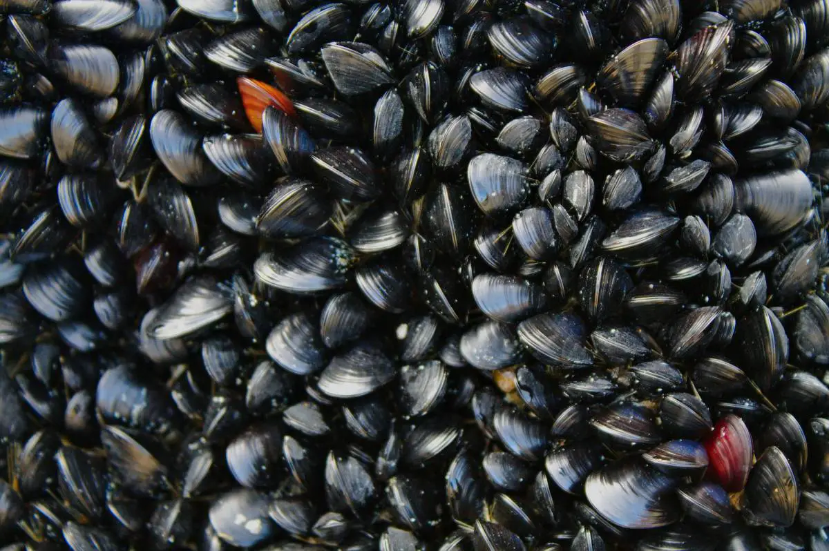 L'Autorité norvégienne de sécurité des aliments met en garde contre la consommation de moules à plusieurs endroits 4 L'Autorité norvégienne de sécurité des aliments met en garde contre la consommation de moules à plusieurs endroits - 3
