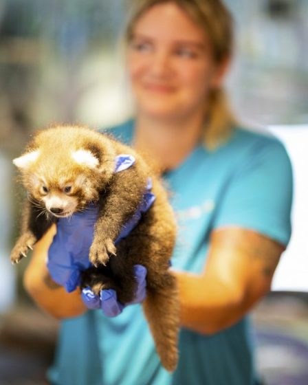 Un panda roux nommé Zaya est né au zoo de Kristiansand - 9