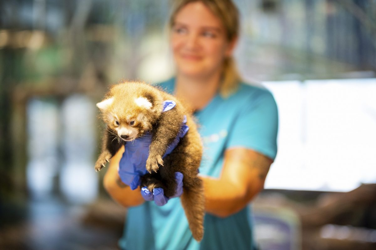 Un panda roux nommé Zaya est né au zoo de Kristiansand 4 Un panda roux nommé Zaya est né au zoo de Kristiansand - 3