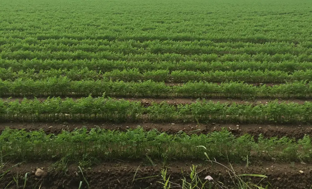 Forts progrès économiques démontrés dans l'agriculture en 2015 4 Forts progrès économiques démontrés dans l'agriculture en 2015 - 3