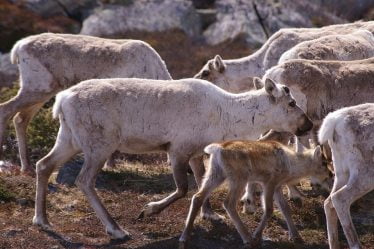 Des rennes sauvages meurent de maladie parce qu'ils sont trop proches les uns des autres à Hardangervidda - 16