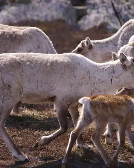 Beaucoup de viande de renne et une forte augmentation des abattages de rennes - 43