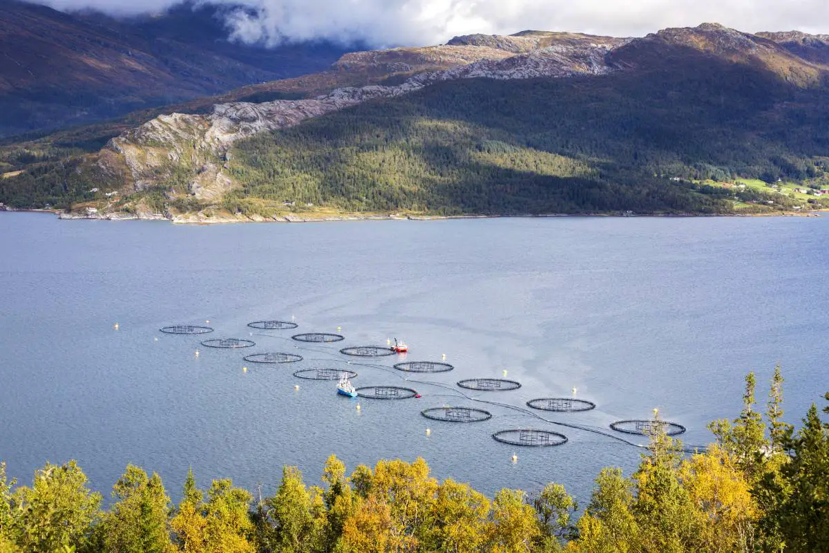 Le ministre norvégien de la Pêche veut quintupler la production de saumon d'ici 2050 4 Le ministre norvégien de la Pêche veut quintupler la production de saumon d'ici 2050 - 3