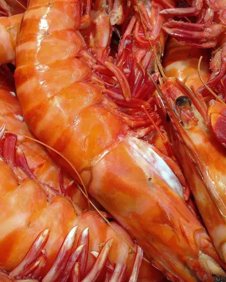 Des bactéries intestinales trouvées dans les crevettes à sushi 14 Des bactéries intestinales trouvées dans les crevettes à sushi - 13