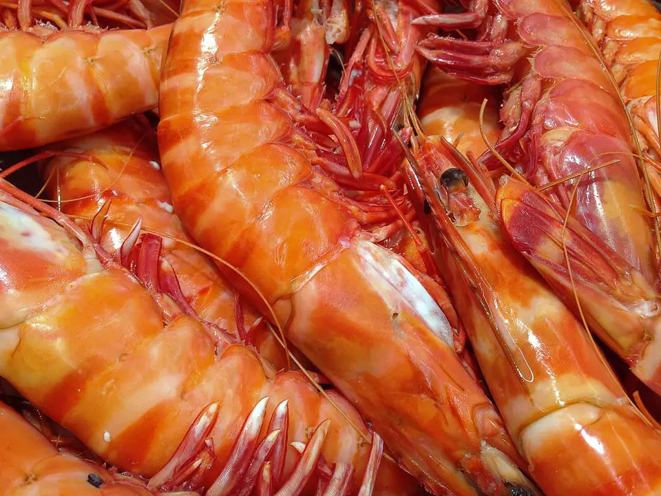 Des bactéries intestinales trouvées dans les crevettes à sushi 4 Des bactéries intestinales trouvées dans les crevettes à sushi - 3
