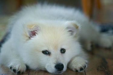 Ce que vous devez savoir sur les Norrbottenspets suédois - une race de chien suédoise indigène - 16