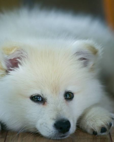 Ce que vous devez savoir sur les Norrbottenspets suédois - une race de chien suédoise indigène 31 Ce que vous devez savoir sur les Norrbottenspets suédois - une race de chien suédoise indigène - 30