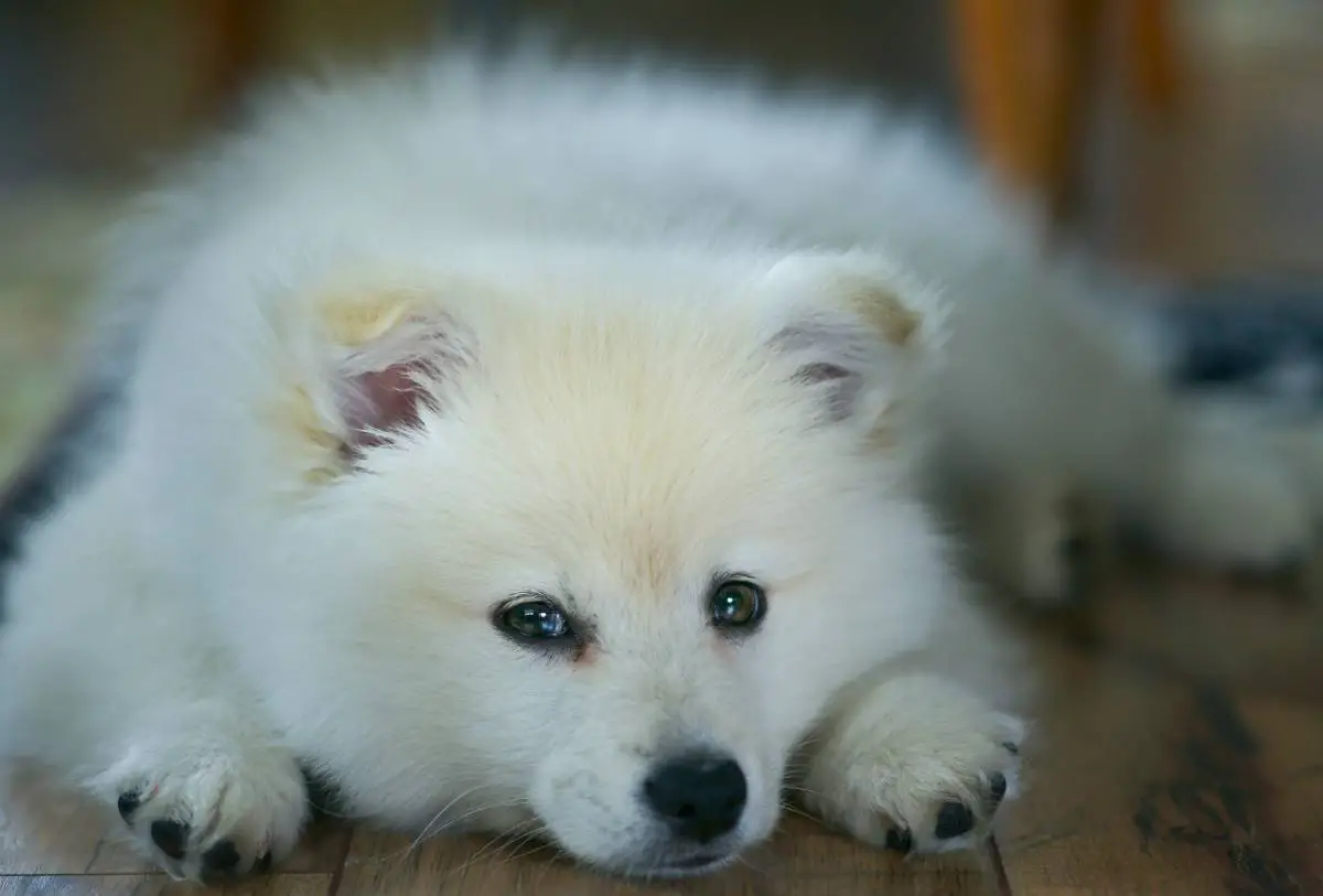 Ce que vous devez savoir sur les Norrbottenspets suédois - une race de chien suédoise indigène 8 Ce que vous devez savoir sur les Norrbottenspets suédois - une race de chien suédoise indigène - 7