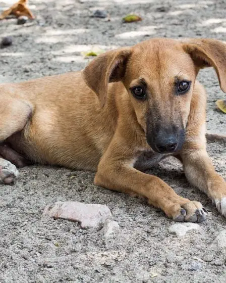 La raison pour laquelle 42 chiens sont morts l'automne dernier est toujours un mystère 11 La raison pour laquelle 42 chiens sont morts l'automne dernier est toujours un mystère - 10