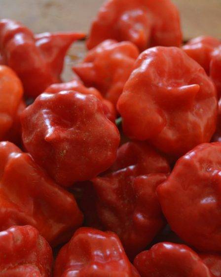 Une mère a mis du piment sur le visage de son fils 11 Une mère a mis du piment sur le visage de son fils - 10
