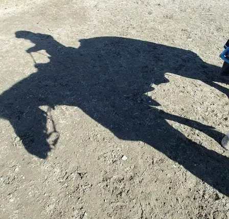 Une jeune de 18 ans reçoit des menaces de mort après avoir mangé son propre cheval 27 Une jeune de 18 ans reçoit des menaces de mort après avoir mangé son propre cheval - 26