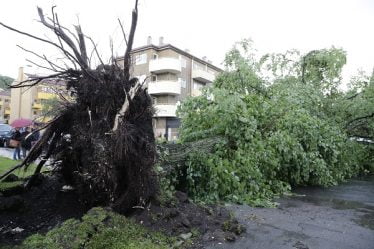 Violentes tempêtes dans la région d'Oslo - plusieurs arbres renversés - 20