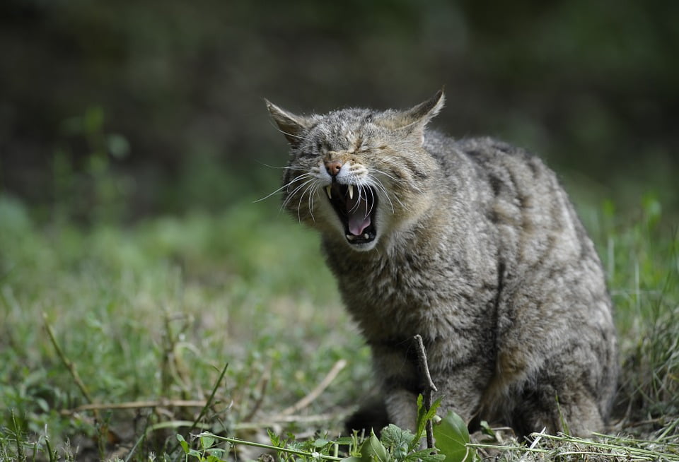 Salmonella détectée chez plusieurs chats dans l'est de la Norvège 4 Salmonella détectée chez plusieurs chats dans l'est de la Norvège - 3
