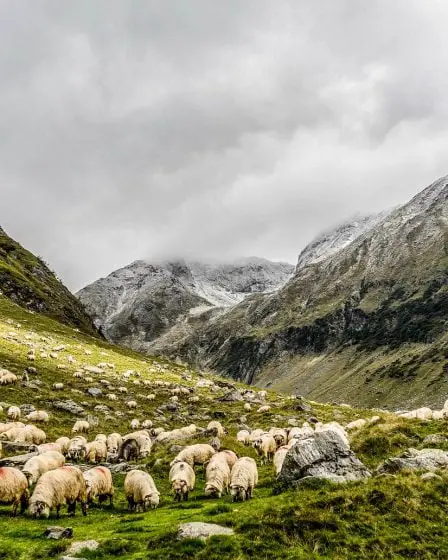 Maedi trouvé dans un mouton à Trøndelag 29 Maedi trouvé dans un mouton à Trøndelag - 28