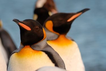 60e anniversaire du Traité sur l'Antarctique - 20