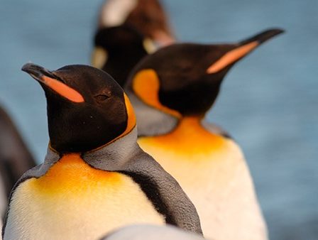 60e anniversaire du Traité sur l'Antarctique - 1