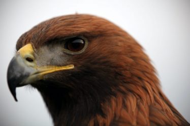 Le parc national norvégien de Jotunheimen affirme qu'un grand nombre de visiteurs nuit à la vie des oiseaux - 16