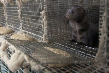 Lauvås rapporte le responsable du bien-être animal - 21