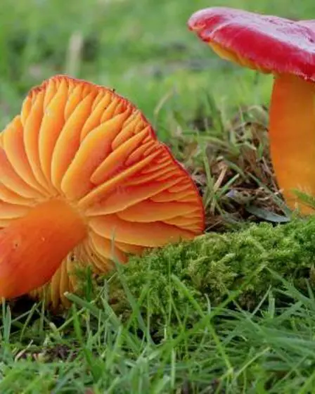 Plusieurs espèces de champignons en voie d'extinction 18 Plusieurs espèces de champignons en voie d'extinction - 17