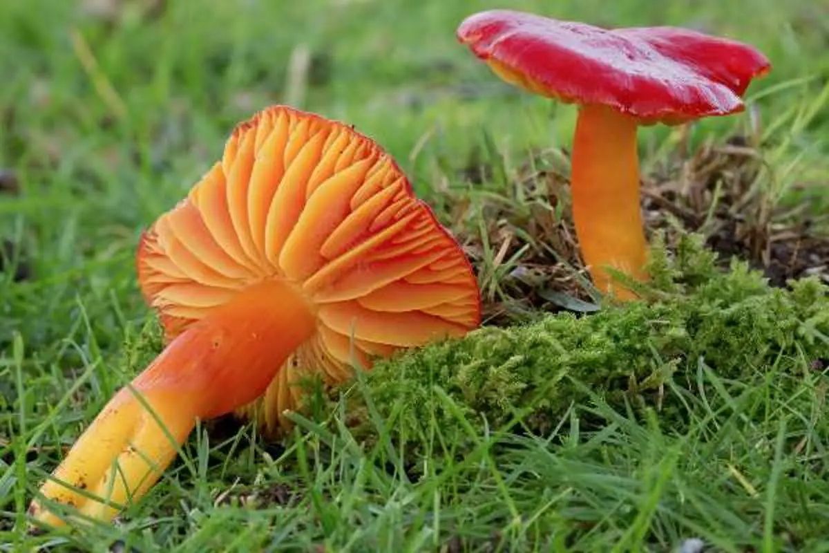 Plusieurs espèces de champignons en voie d'extinction 6 Plusieurs espèces de champignons en voie d'extinction - 5