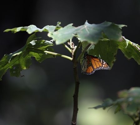 Avertissement aux humains : un demi-million d'espèces d'insectes seront éteintes 5 Avertissement aux humains : un demi-million d'espèces d'insectes seront éteintes - 4