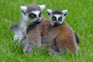 Lémurien disparu observé près de Gryting - 20