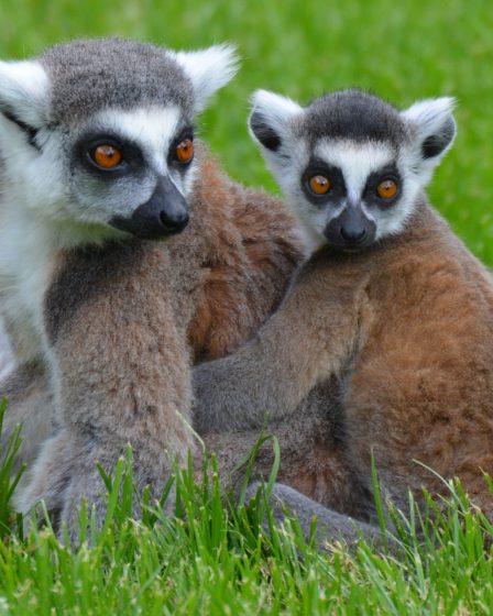 Lémurien disparu observé près de Gryting 15 Lémurien disparu observé près de Gryting - 14