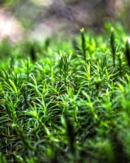 La Norvège investit des millions dans la restauration de la nature, mais... 2 La Norvège investit des millions dans la restauration de la nature, mais... - 1