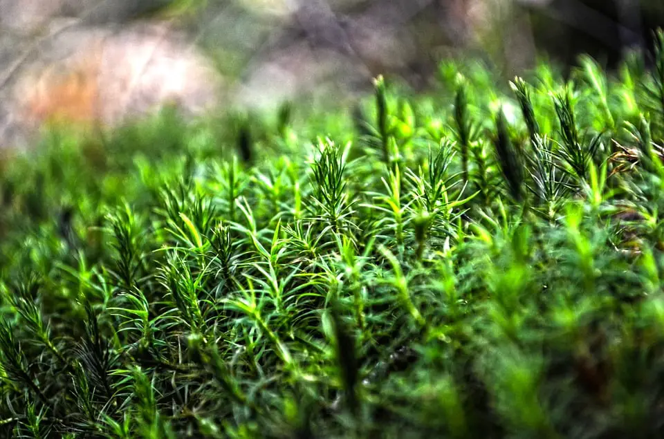 La Norvège investit des millions dans la restauration de la nature, mais... 4 La Norvège investit des millions dans la restauration de la nature, mais... - 3