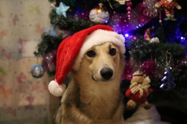 Voici comment aider votre chien à la Saint-Sylvestre - 18
