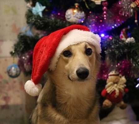 Voici comment aider votre chien à la Saint-Sylvestre 23 Voici comment aider votre chien à la Saint-Sylvestre - 22