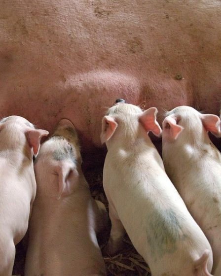 L'éleveur de porcs doit payer - opéré sur truie 11 L'éleveur de porcs doit payer - opéré sur truie - 10
