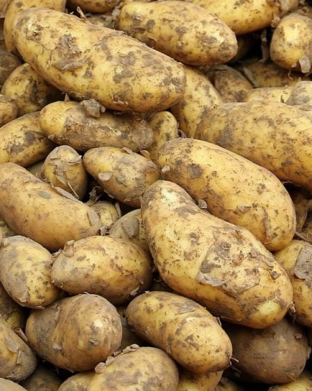 Rendements élevés de pommes de terre en 2016 17 Rendements élevés de pommes de terre en 2016 - 16