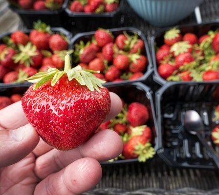 Plusieurs vendeurs de fraises n'avaient nulle part où aller aux toilettes - 10