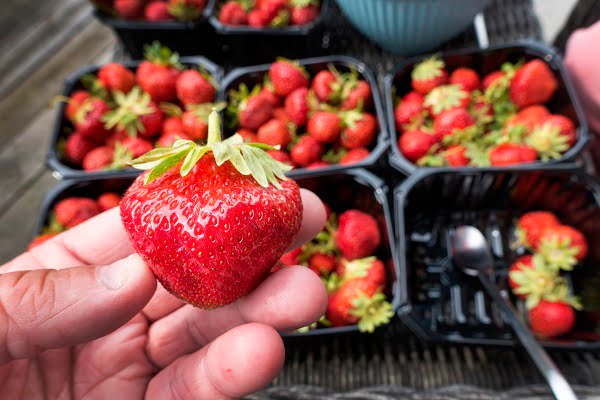 Plusieurs vendeurs de fraises n'avaient nulle part où aller aux toilettes 4 Plusieurs vendeurs de fraises n'avaient nulle part où aller aux toilettes - 3