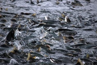 Suspicion de maladie des poissons dans les fermes piscicoles du Helgeland - 16