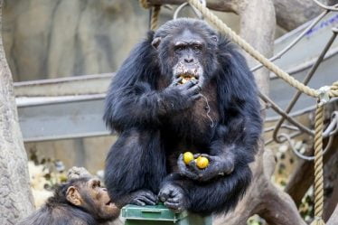 Julius le chimpanzé a 40 ans - 20