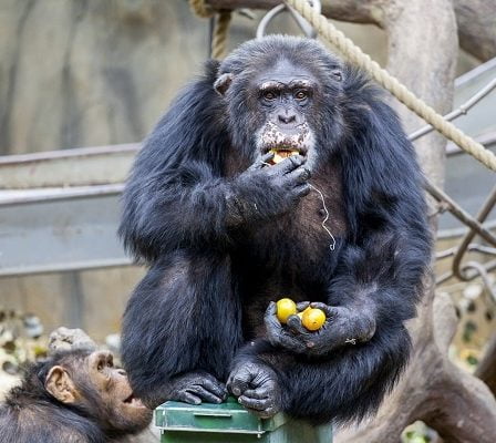 Julius le chimpanzé a 40 ans 5 Julius le chimpanzé a 40 ans - 4