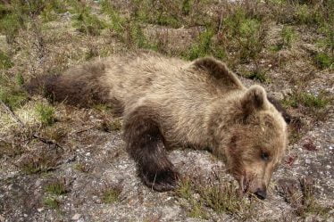Ours abattu à Stor-Elvdal à Hedmark - 18