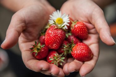 Des baies de bonne qualité cette année au début de la saison des fraises - 18