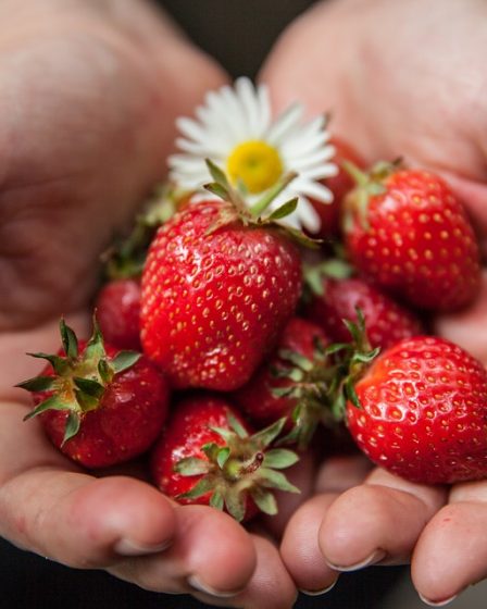 Des baies de bonne qualité cette année au début de la saison des fraises 20 Des baies de bonne qualité cette année au début de la saison des fraises - 19