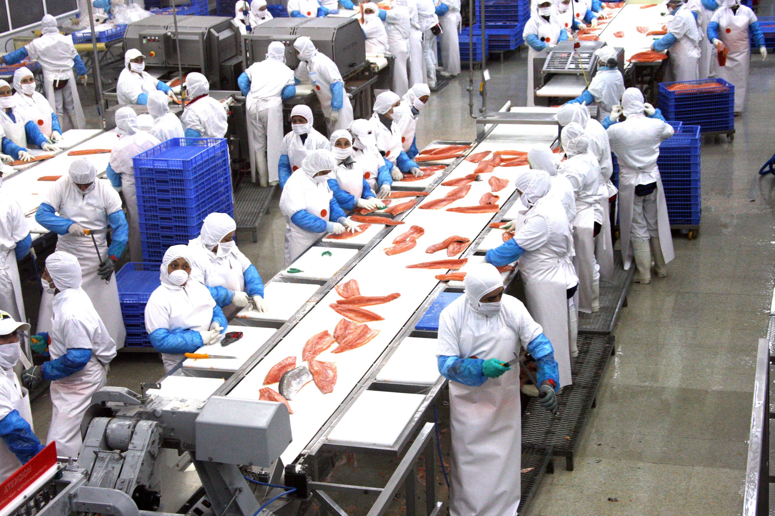 Les prix élevés du saumon ont conduit à des résultats records pour Marine Harvest 4 Les prix élevés du saumon ont conduit à des résultats records pour Marine Harvest - 3