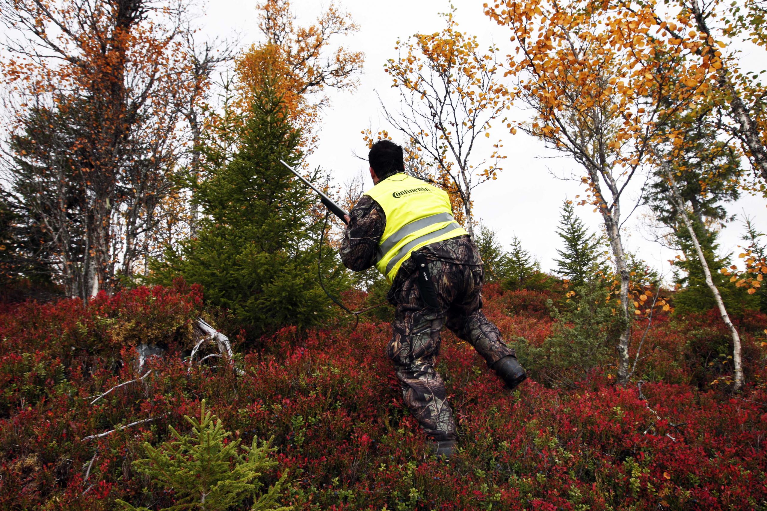 Les propriétaires forestiers tireront sur les loups pour augmenter la population d'orignaux 4 Les propriétaires forestiers tireront sur les loups pour augmenter la population d'orignaux - 3