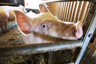 Infection à SARM dans un troupeau de porcs dans l'ouest de la Norvège - 20