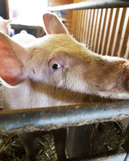 Infection à SARM dans un troupeau de porcs dans l'ouest de la Norvège 8 Infection à SARM dans un troupeau de porcs dans l'ouest de la Norvège - 7