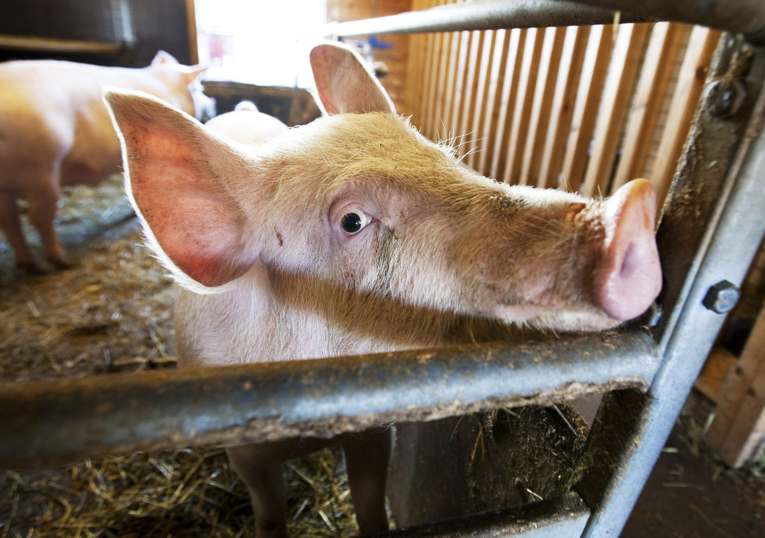 Infection à SARM dans un troupeau de porcs dans l'ouest de la Norvège 4 Infection à SARM dans un troupeau de porcs dans l'ouest de la Norvège - 3