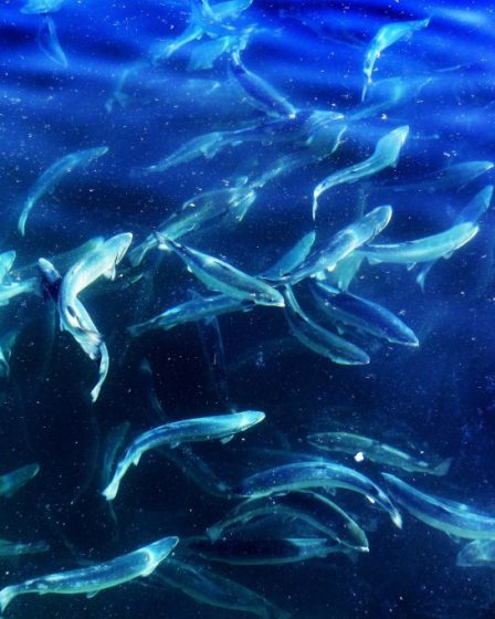 Lødingen Fishing a imposé 6 millions de frais 11 Lødingen Fishing a imposé 6 millions de frais - 10